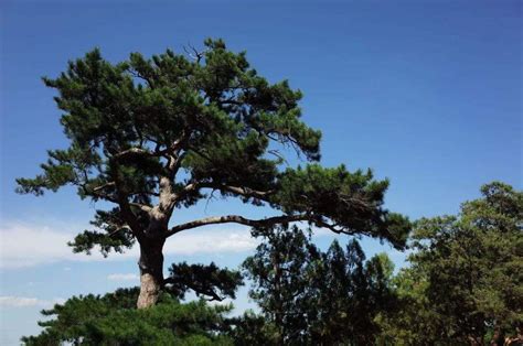 松树有几种树图片大全-园林杂谈-长景园林网