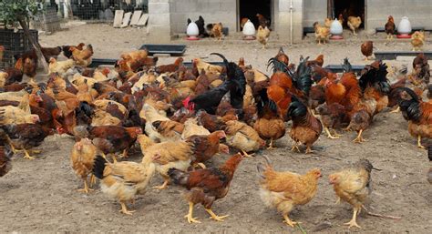 天气变冷，家禽养殖将如何防控冷应激对鸡的影响？ - 知乎