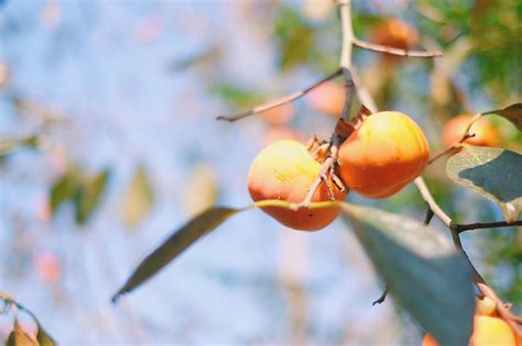 秋日成熟的柿子树高清图片下载-正版图片501642039-摄图网