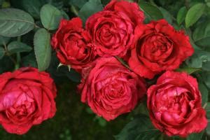 路易十四玫瑰是什么植物？ - 蜜源植物 - 酷蜜蜂