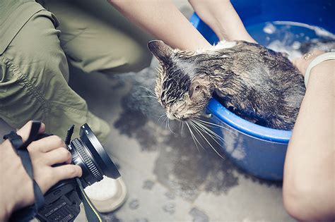 围观洗猫..|摄影|宠物摄影|Kidult猫 - 原创作品 - 站酷 (ZCOOL)