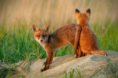 美丽的狐狸幼崽