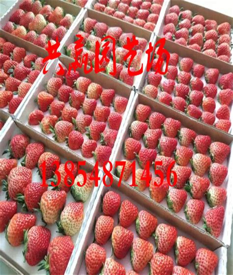妙香草莓苗销售基地 哪里有卖妙香草莓苗 量大*图片_泰安百益苗木中心_园林网