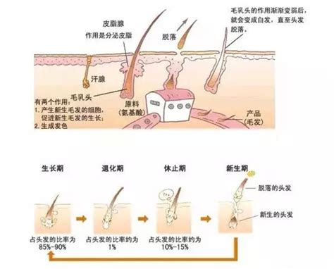 毛发生长的奥秘：乳酸和毛囊干细胞 - 知乎