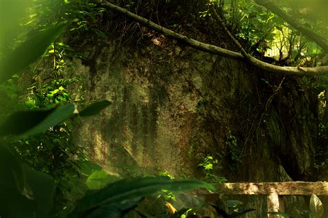 热带雨林,鸡尾酒,森林,远古的,雨林,枝繁叶茂,小路,地形,尼泊尔,禅宗摄影素材,汇图网www.huitu.com