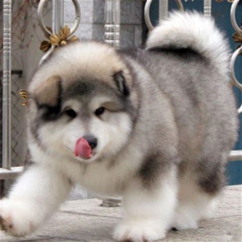 纯种阿拉斯加幼犬巨型阿拉斯加犬桃脸阿拉斯加雪橇犬灰色红色阿拉-淘宝网