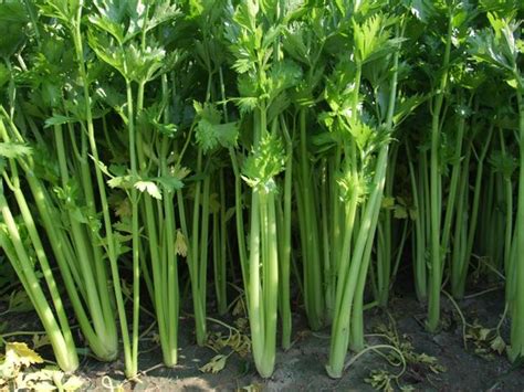 芹菜上什么肥料产量高？芹菜叶面喷什么好？芹菜抗病增产增收追施叶面肥“昆仑风” - 知乎