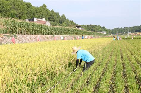 富顺引进隆平高科水稻新品种 亩产预计达650公斤_四川在线