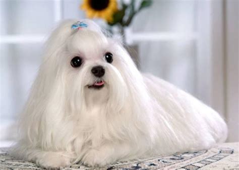 白色可爱的狗狗品种有哪些？十大比较可爱的狗狗品种！|狗狗|白色|比熊犬_新浪新闻