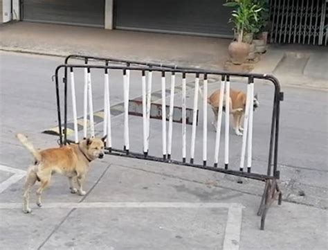 泰国两狗隔围栏对吼而“不动手” 路人拍下滑稽瞬间_博览_环球网