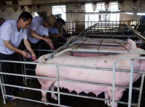 农民自配猪饲料配方 怎么喂猪一天长三斤 - 富强农百科