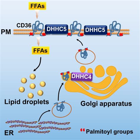 赵同金课题组揭示CD36的动态棕榈酰化促进脂肪酸吸收的机制 - 生物通