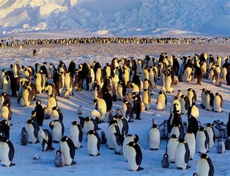 世界企鹅日：这些企鹅风靡全球，你知道它们真正的名字吗？_私家地理_澎湃新闻-The Paper