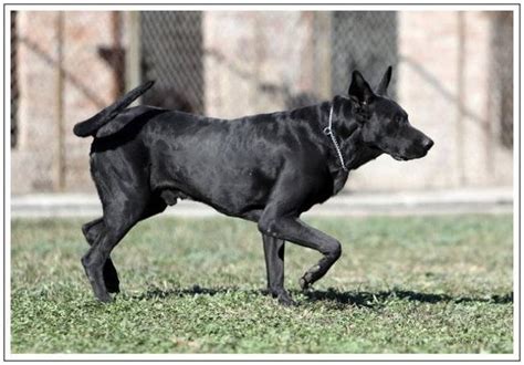 中华民族诞生的超级大黑狗，具有镇宅辟邪之功效，有灵魂神犬之称__凤凰网