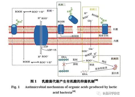 《食品科学》：乳酸菌作为生物保护菌的抑菌机理及其在食品中应用的研究进展∷北京鑫汇普瑞科技发展有限公司