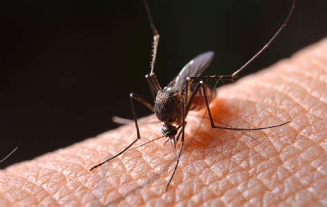 蚊子叮咬孩子的皮肤小男孩在热带森林里被蚊-包图企业站