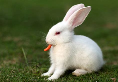 兔兔繁殖 - 56宠物网