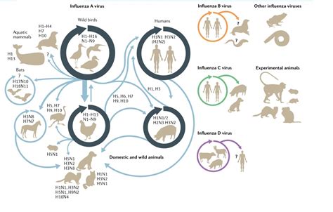 重要发现：宿主内多样性是新冠病毒进化的主要阶段 | 药时代