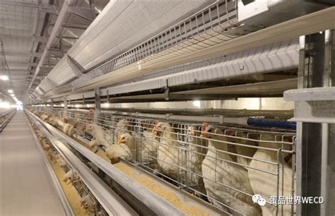 重庆巫溪投资2.1亿元，建设100万羽蛋鸡产业园 打造当地第一个国家级农业龙头企业