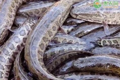 自产自销 黑鱼批发 量大从优 绿色生态黑鱼新鲜水产批发各种规格-阿里巴巴