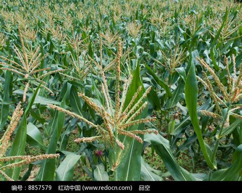 玉米花期高清图片下载_红动中国