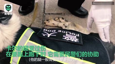 中国警犬也有战术头盔，防弹防爆，还有护目镜，戴上秒变反恐狗_腾讯视频