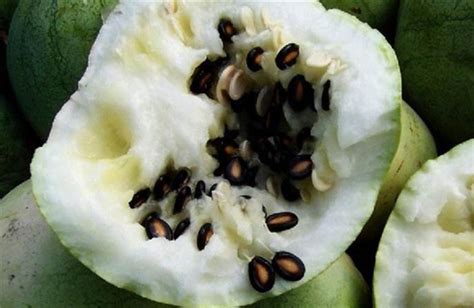 西瓜什么时候成熟？有哪些营养和功效，西瓜不适合跟哪些一起吃 - 果百汇网