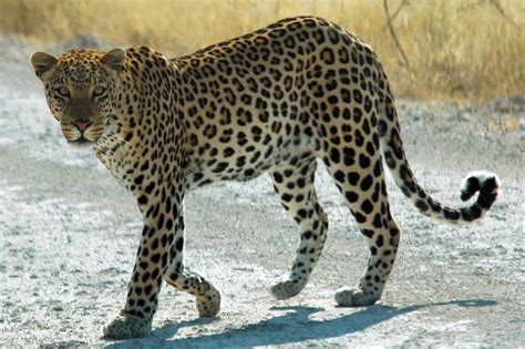 豹 Panthera pardus - 专题库 - 国家动物标本资源共享平台