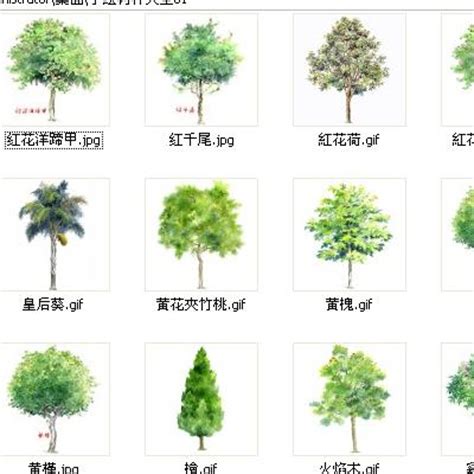 六棵大树图片-六棵不同种类的大树素材-高清图片-摄影照片-寻图免费打包下载