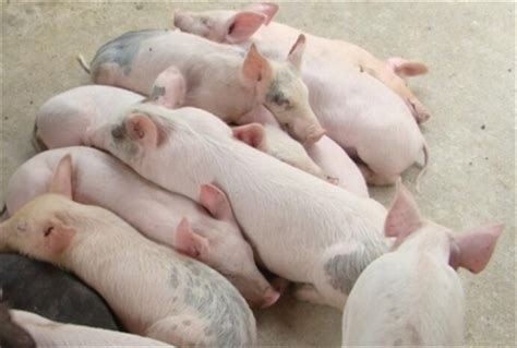 仔猪出生后后肢瘫痪的原因 - 猪病预防及治疗/养猪技术 - 中国养猪网-中国养猪行业门户网站