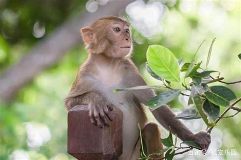生态云南 | 开远灯笼山：人猴共生 和谐家园-云南省林业和草原局-关注森林网