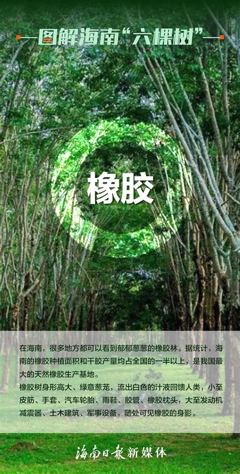 海报｜图解海南“六棵树”-新闻中心-南海网