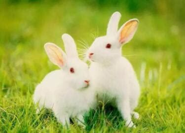 我刚买了两只兔子。需要取个名字，谁有好名字？ 兔子名字可爱洋气_每日生活网