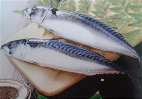 燕尾鲅和鲅鱼哪个好吃,鲐鲅鱼的区别,燕鲅鱼图片_大山谷图库