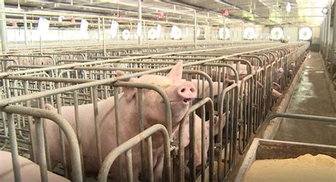 周末猪价持续下跌 外三元猪价跌破27元/公斤农业资讯-农信网