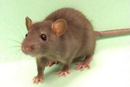 老鼠喜欢吃什么食物 - 业百科