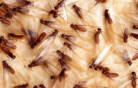 白蚁看起来像什么-如何识别这些害虫及其造成的损害（二）-仿真假山与仿真树作用