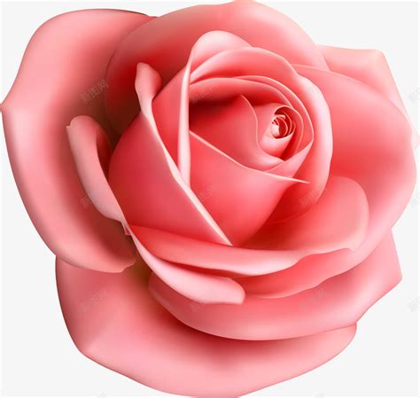 一朵大玫瑰花png图片免费下载-素材fyQzPWjjk-新图网