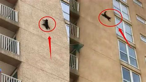 一只猫从7层高楼掉落，本以为会惨死，结果却让人傻眼了！_腾讯视频