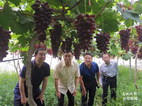 开屏新闻-禄劝美香葡萄上市，上海成销售目的地