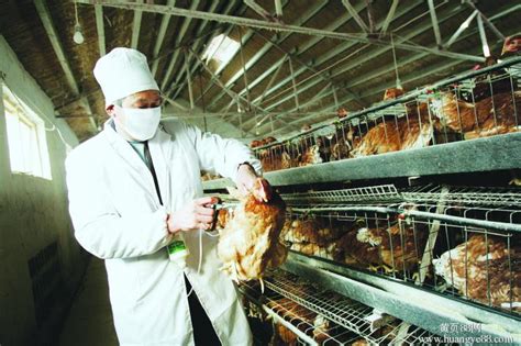 鸡病诊断大全 | 中国动物保健·官网
