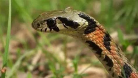 草丛出现的一种游蛇，似野鸡脖子蛇，草花蛇有着中午不能打的说法_毒蛇_是一种_黑色