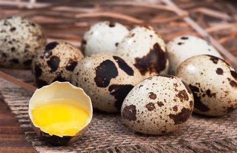 鹌鹑蛋的营养价值与功效-百度经验