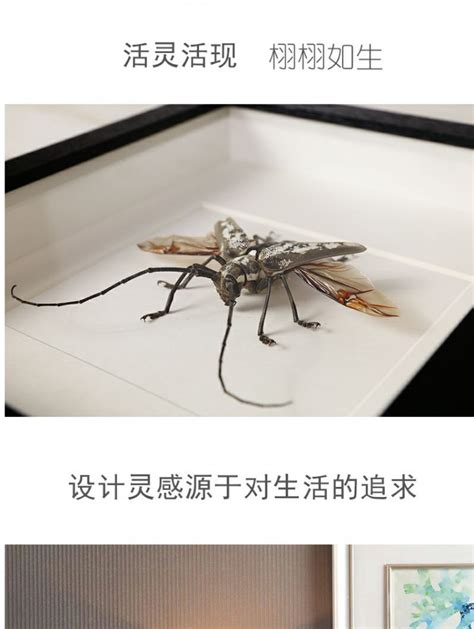 昆虫甲虫本天牛标本高清图片下载_红动中国