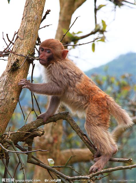 世上最小的猴子 南美洲树林间蹿跳自如 人们称它为“松鼠猴”|狨|松鼠猴|蹿跳_新浪新闻