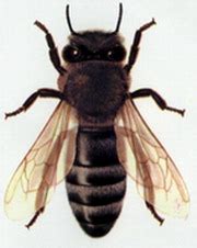 蜜蜂的种类及图片大全 - 蜜蜂知识 - 酷蜜蜂