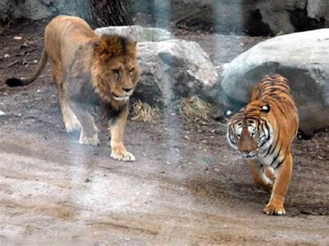 周公解梦：梦见狮子和老虎是什么意思？ -好名字网