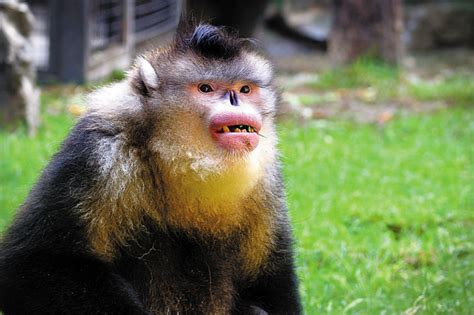 世界上最珍稀的猴子 中国金丝猴上榜第一长相惊悚_探秘志