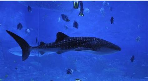 印尼鲸鲨耍小聪明：尾随渔船偷食“漏网之鱼”|文章|中国国家地理网
