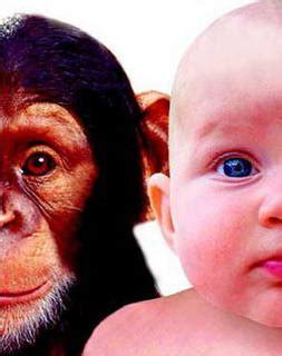 科学家曾发现基因突变的猩猩，与人类基因只差1.2%——奥利弗